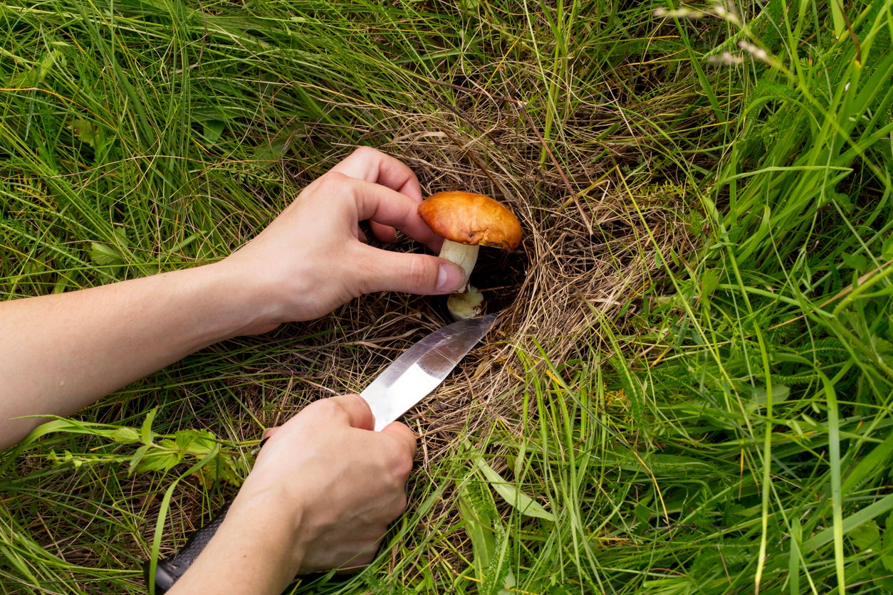 How To Get Rid Of Mushrooms In The Garden