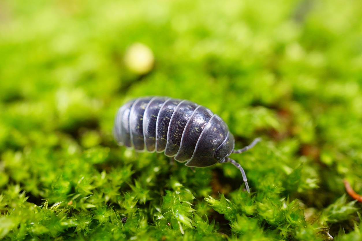 How To Get Rid Of Pill Bugs In Garden