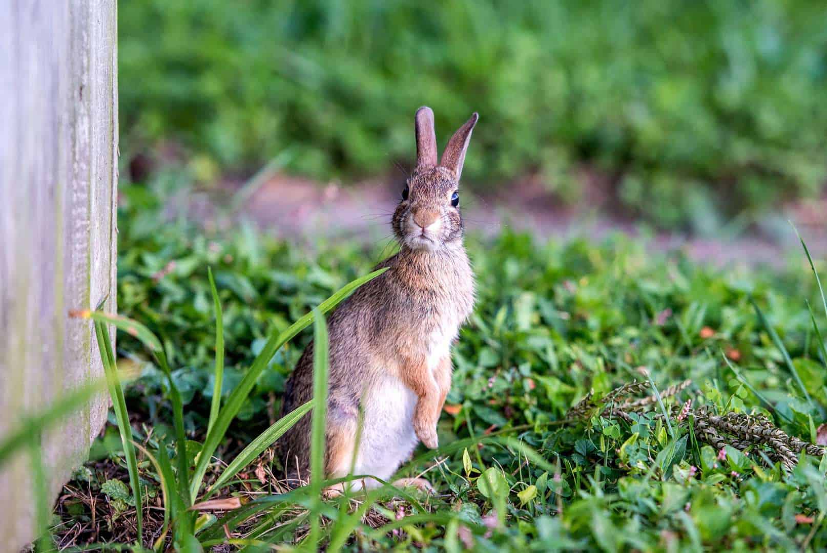 How To Get Rid Of Rabbits In Your Garden