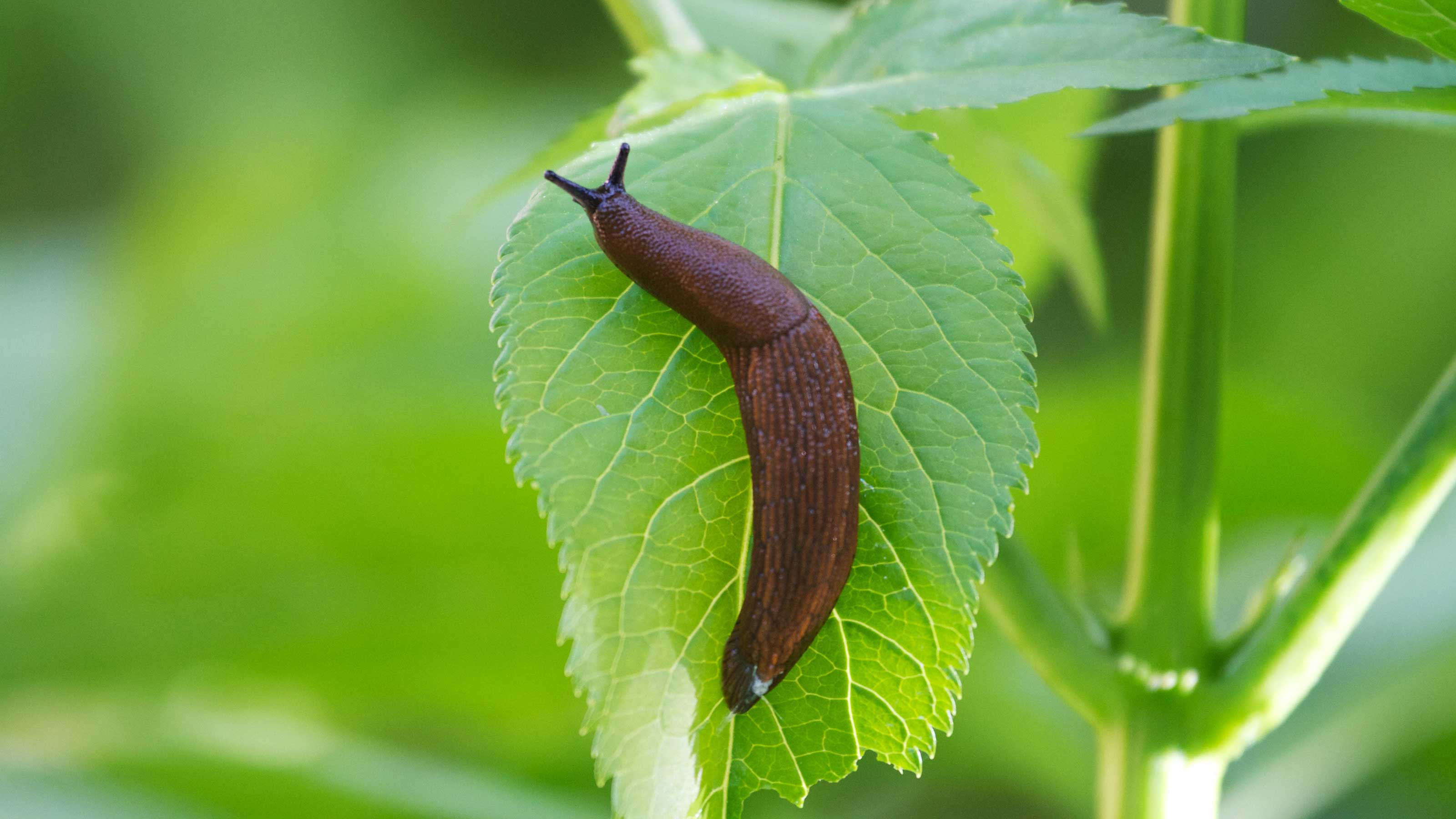 How To Get Rid Of Slugs In The Garden