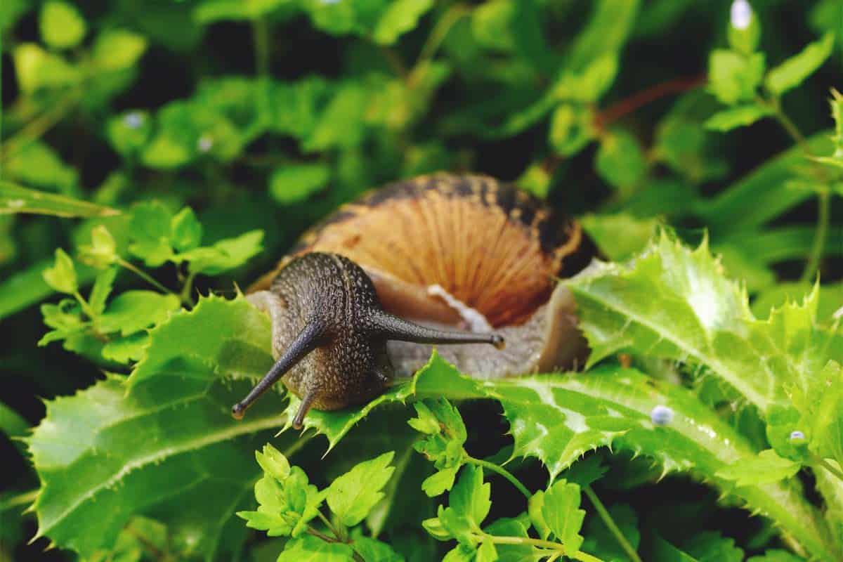How To Get Rid Of Snails In Garden