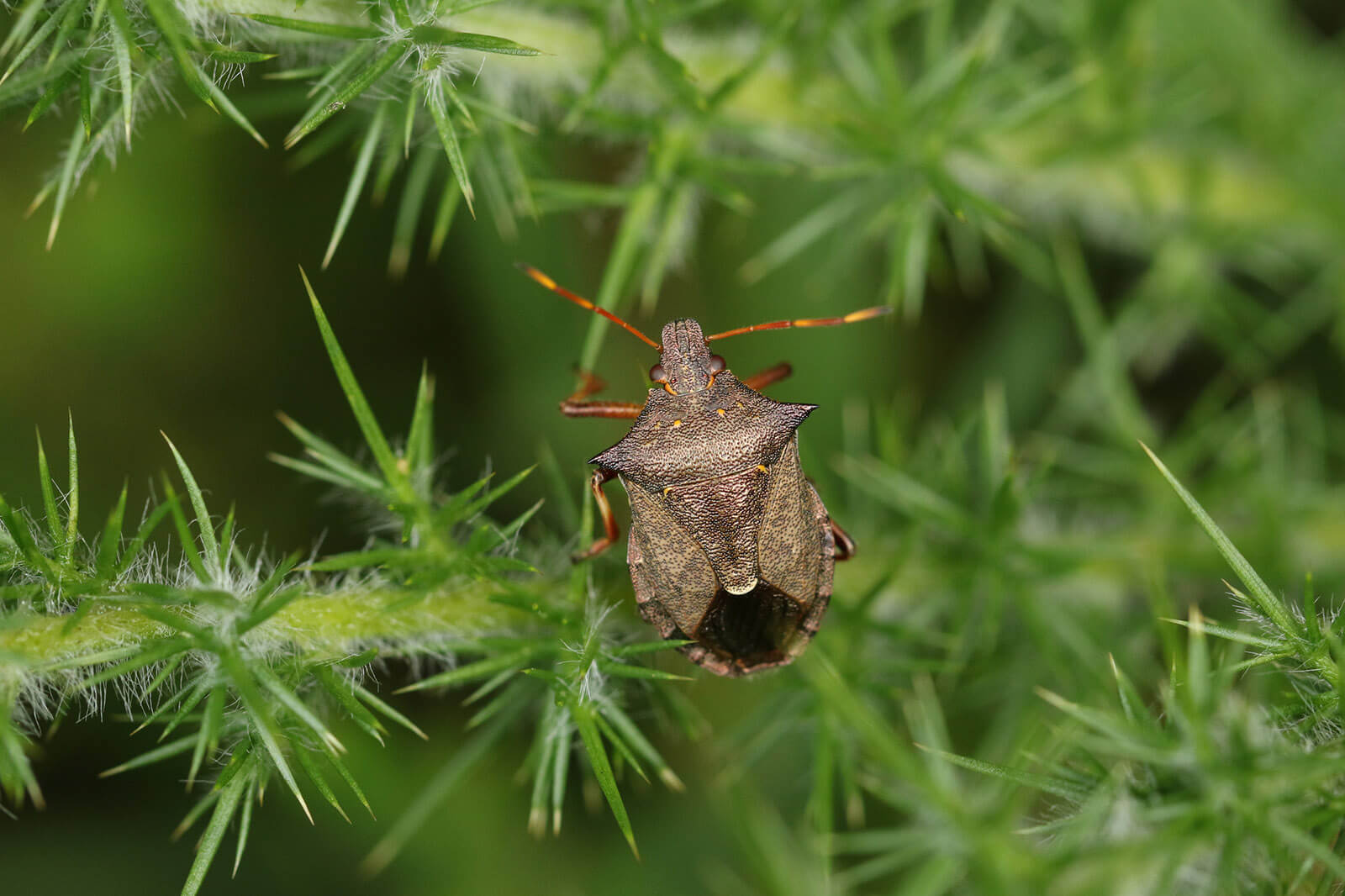 How To Get Rid Of Stink Bugs In The Garden