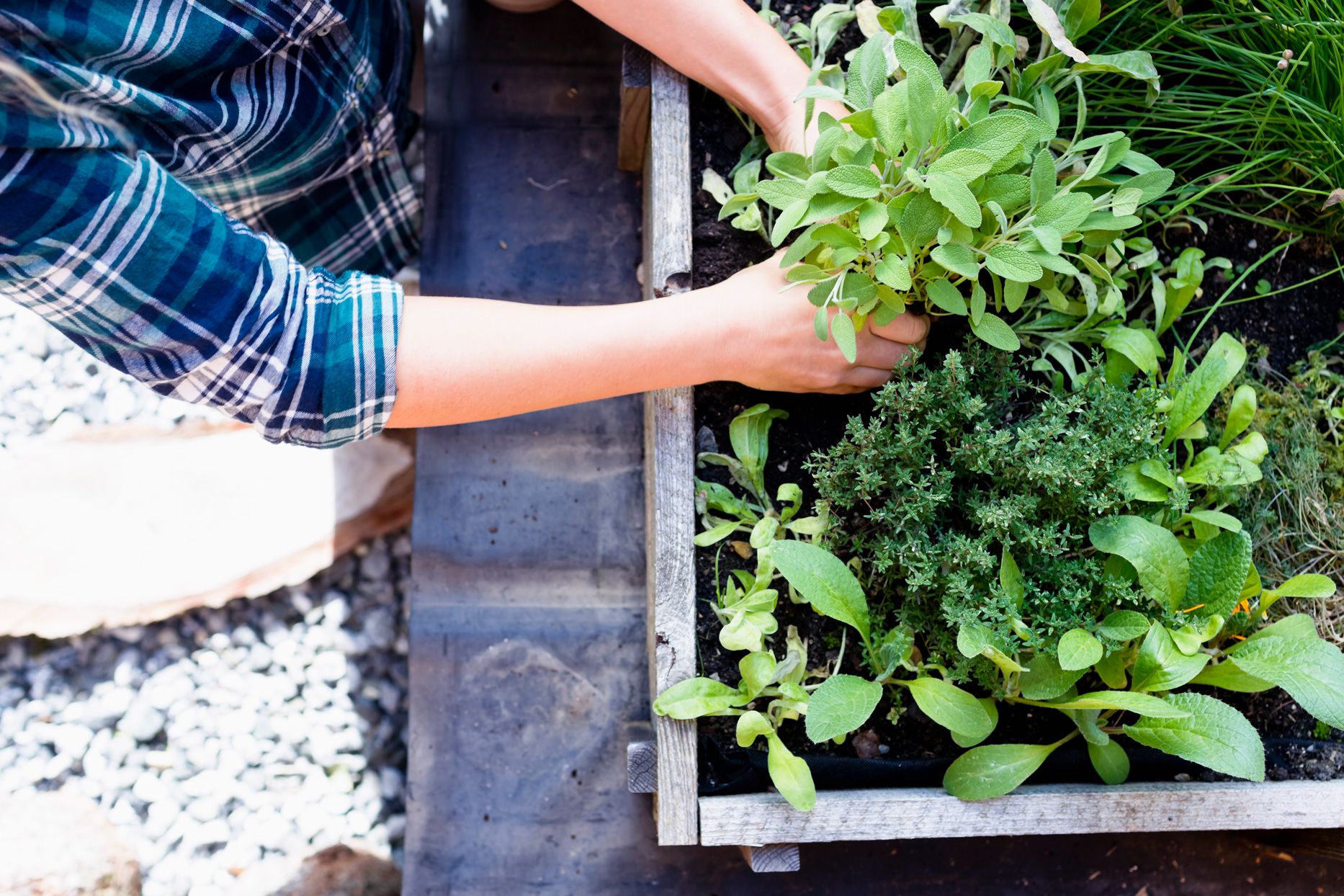 How To Grow Herb Garden