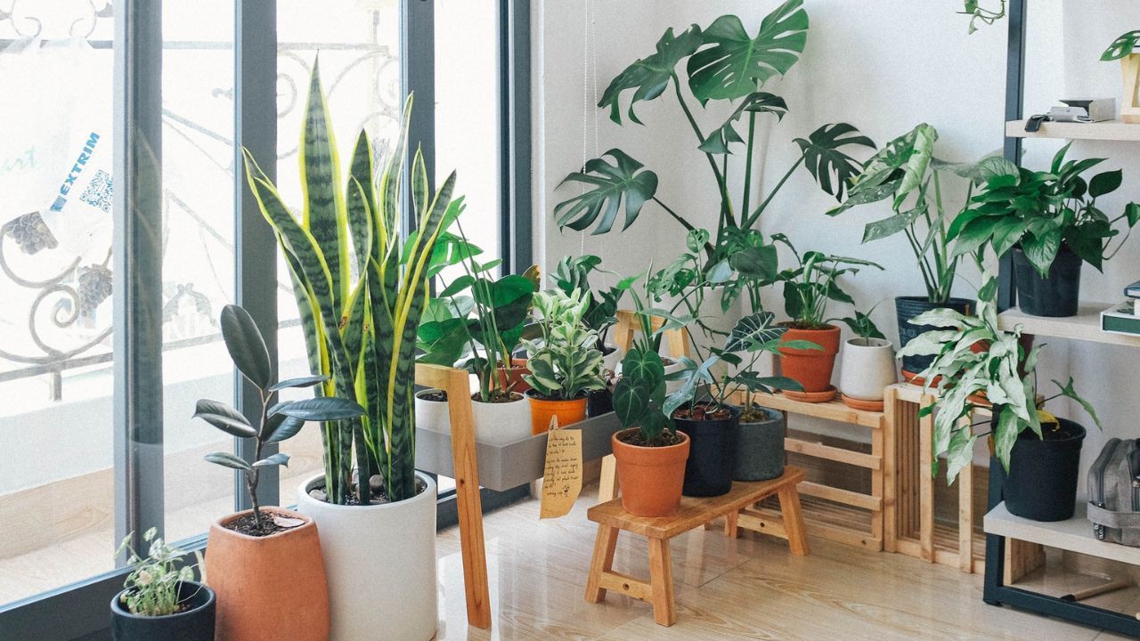 How To Grow Indoor Garden
