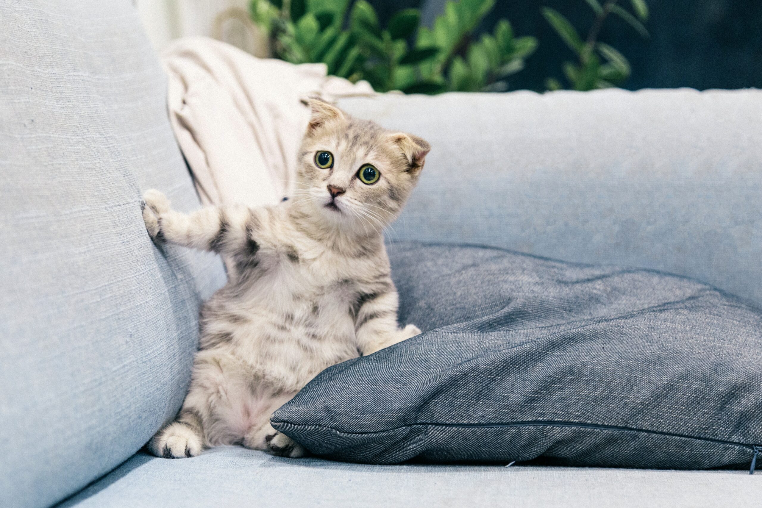 How To Keep Cat Off Furniture | Storables