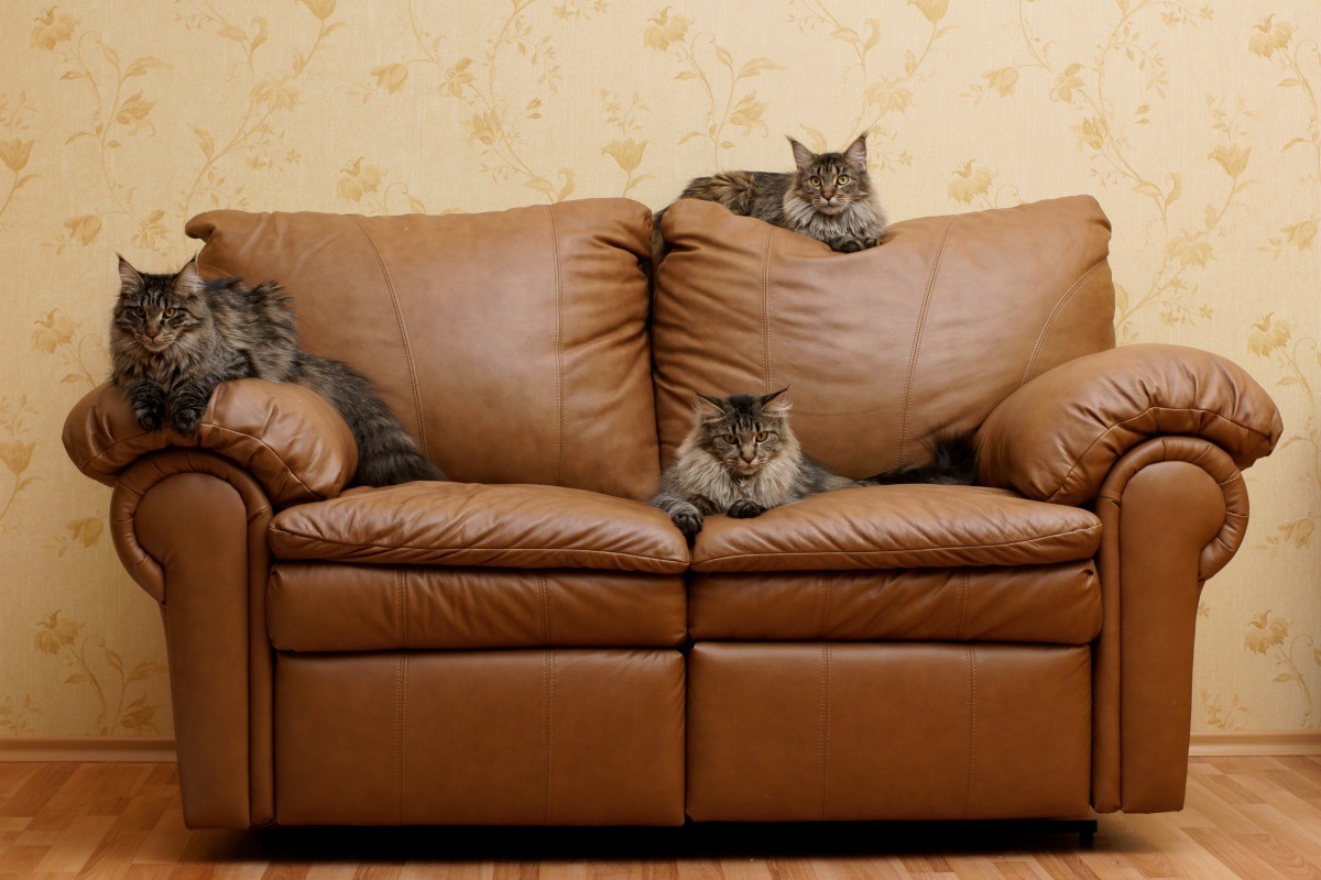 How To Keep Cats From Scratching Leather Furniture