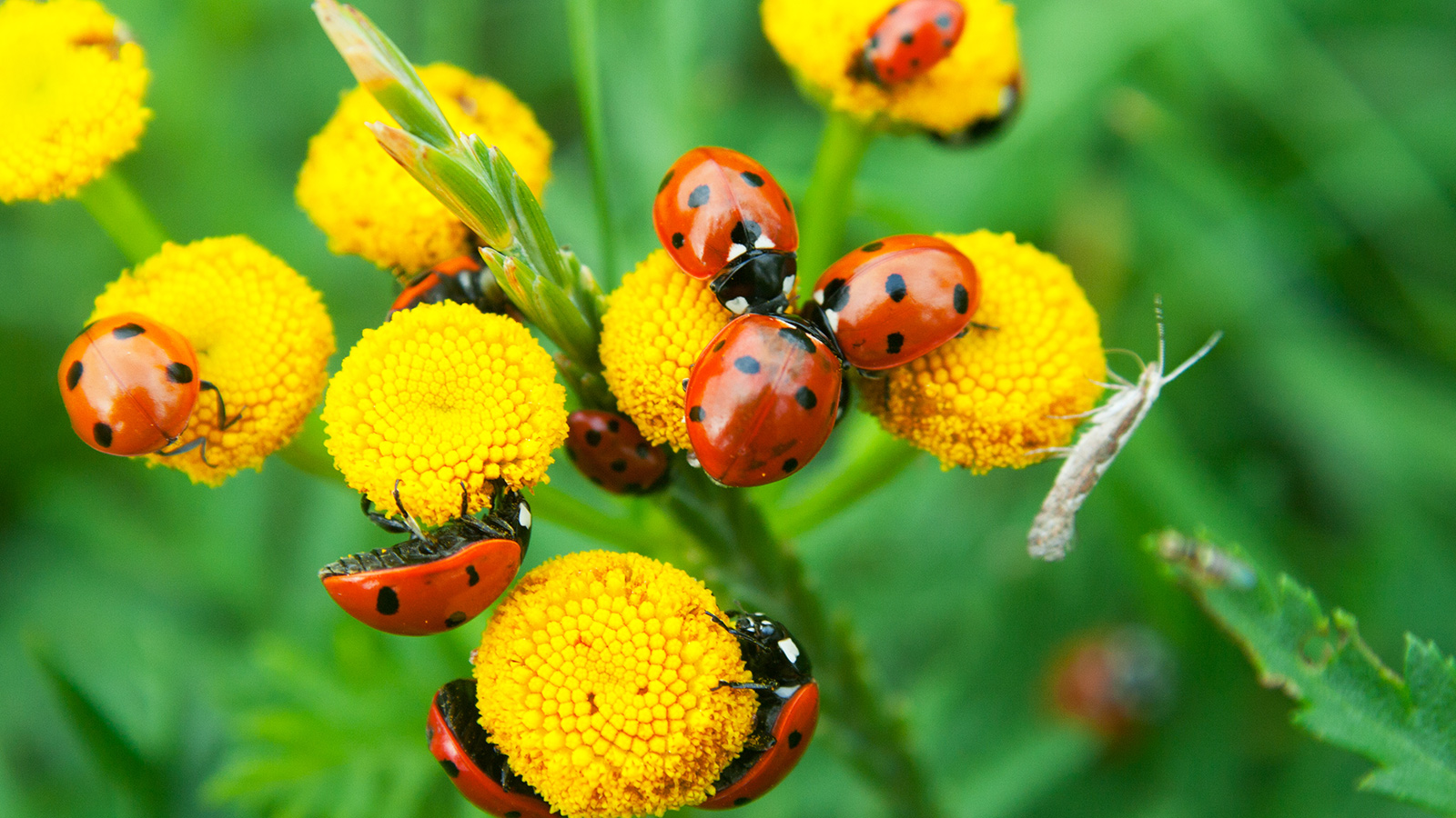 Ladybug Beneficial Insect -- Harvest to Table