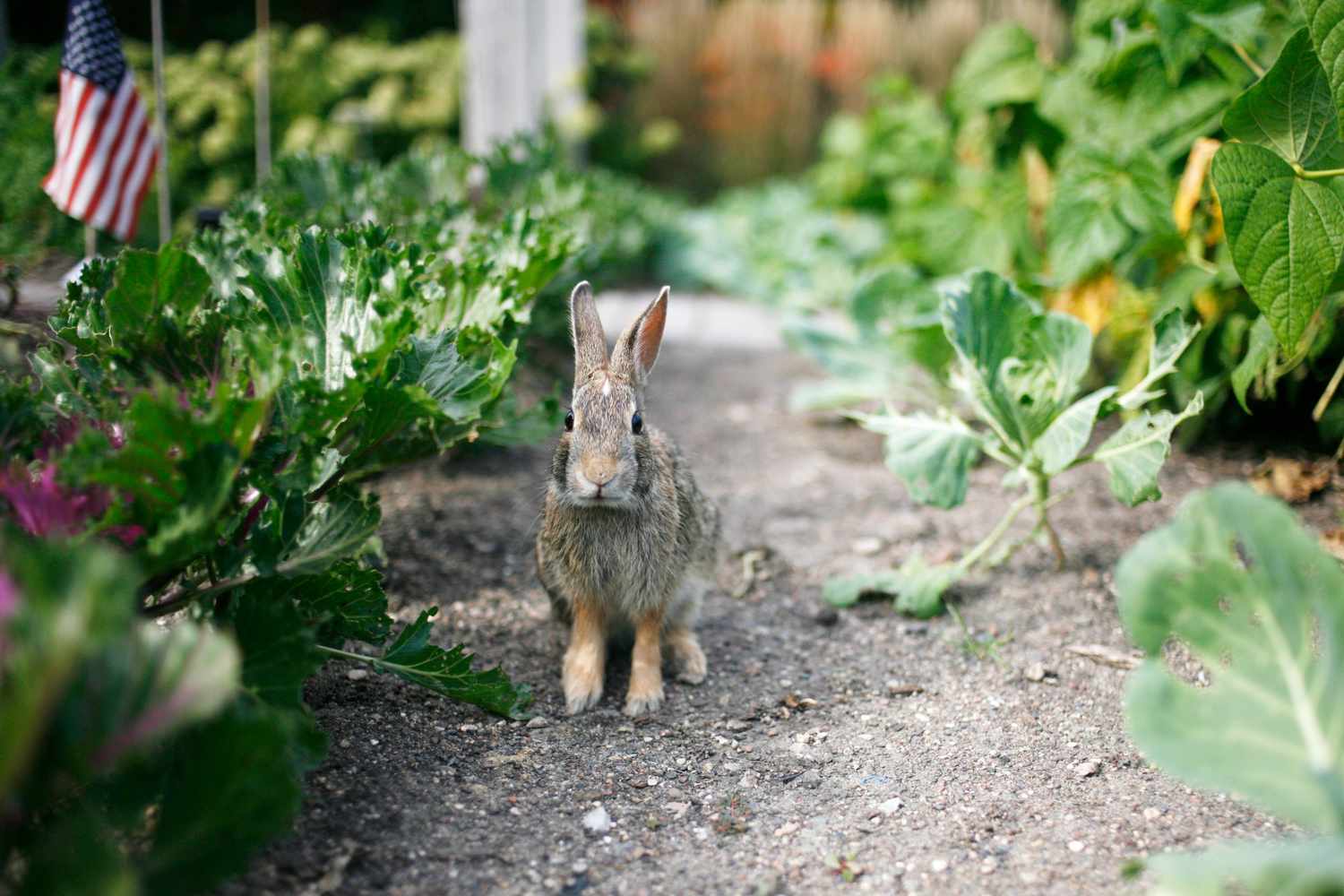 How To Keep Rabbits Out Of My Garden