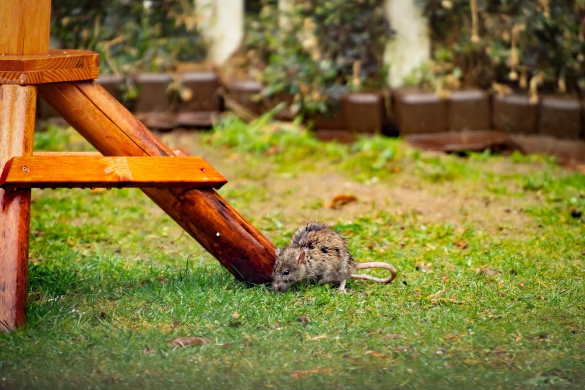 How To Keep Rats Out Of Garden Storables