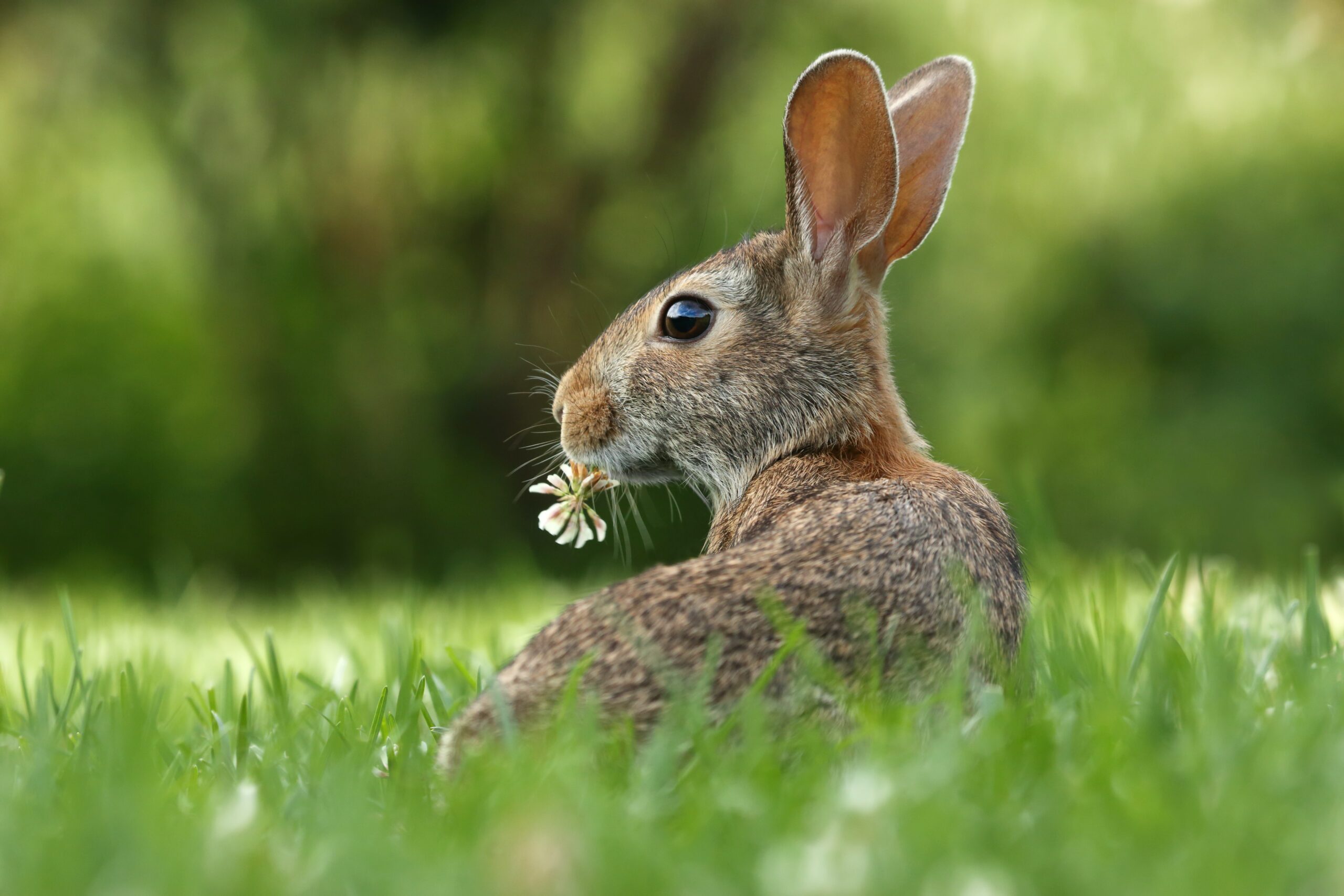 How To Keep Squirrels And Rabbits Out Of Garden