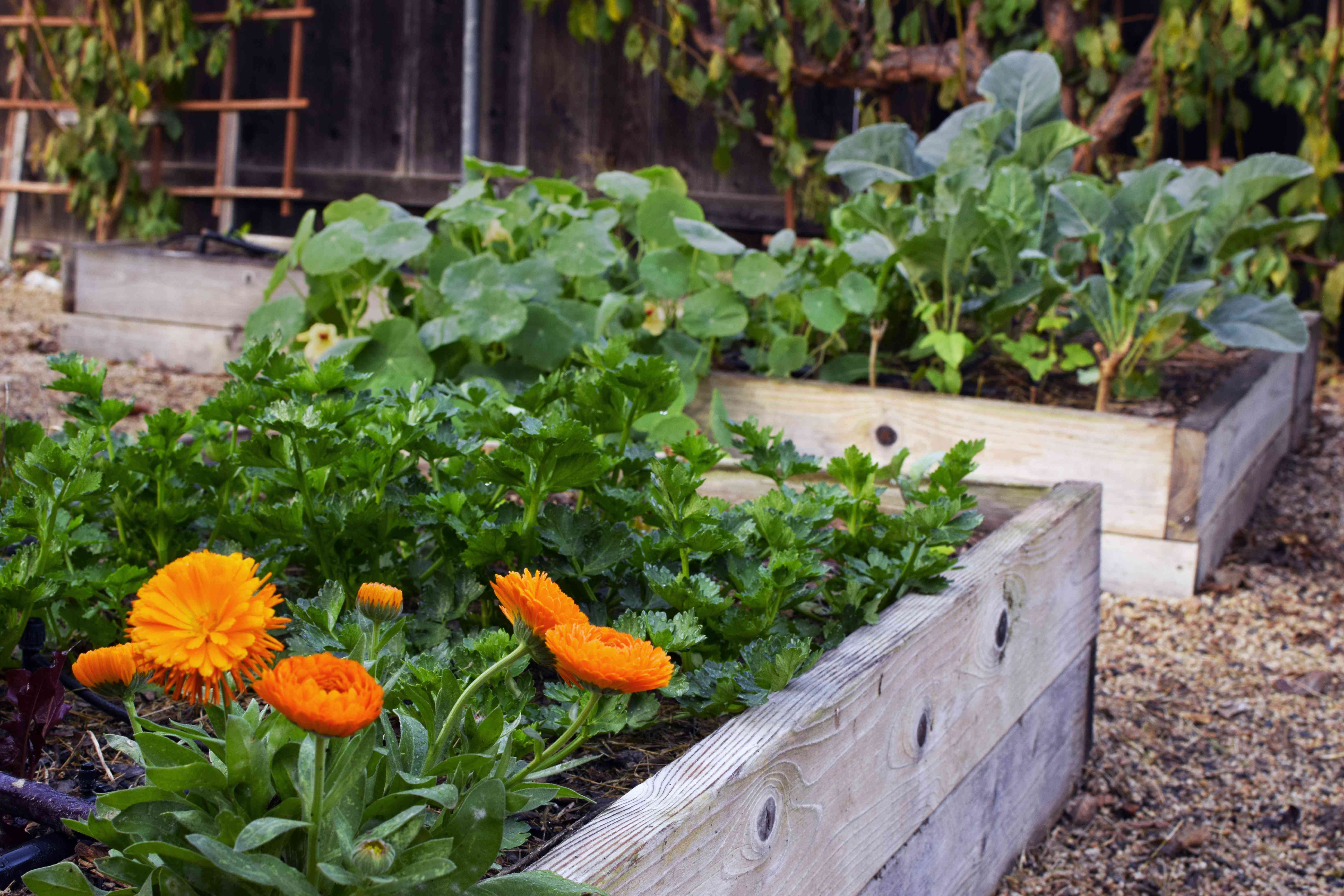 How To Make A Raised Garden