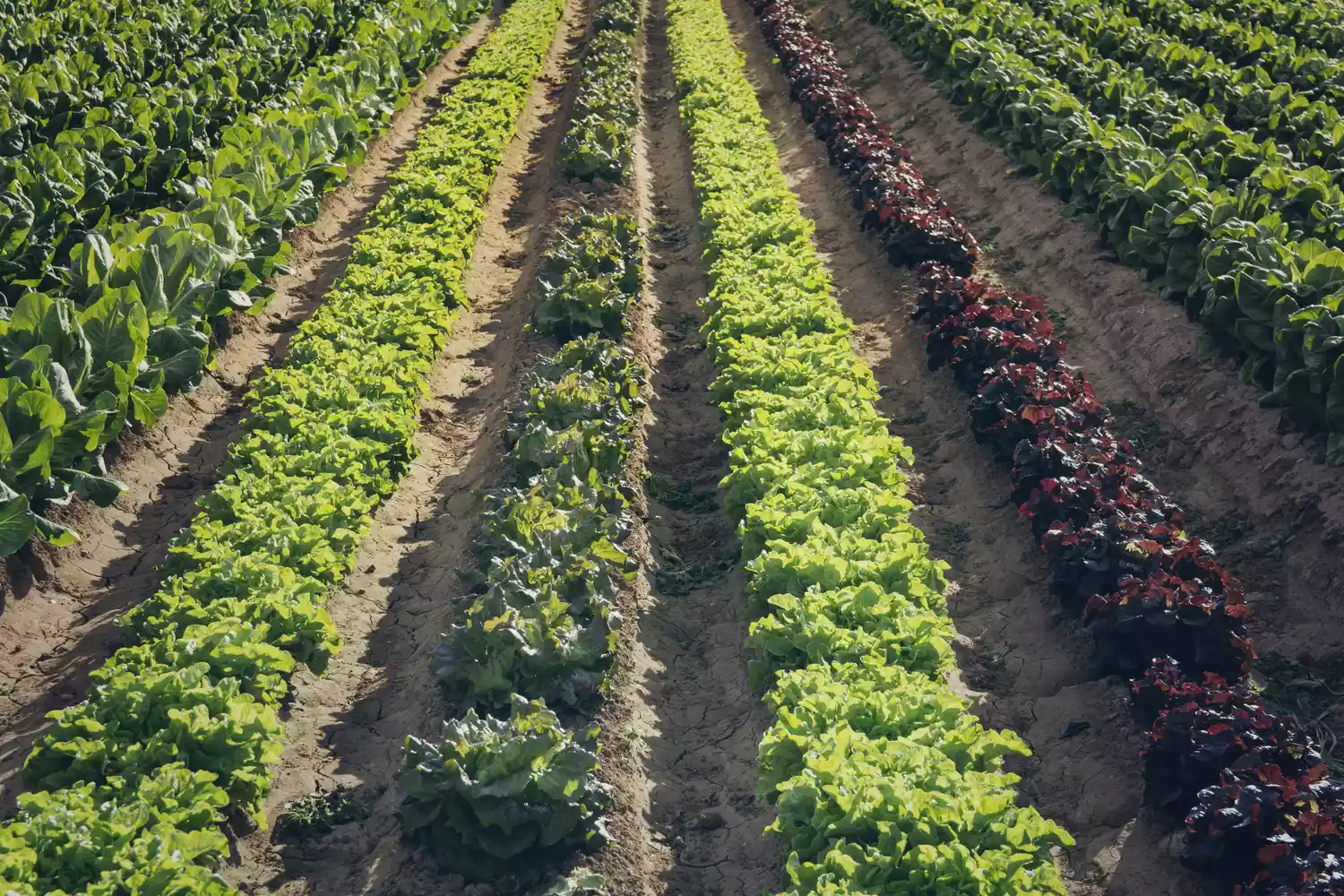 How To Make Rows In A Garden