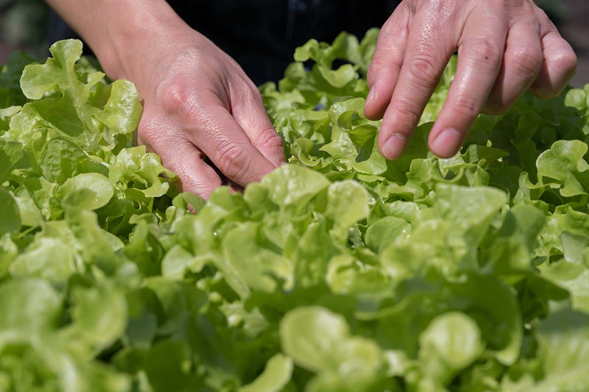 How To Pick Lettuce From The Garden