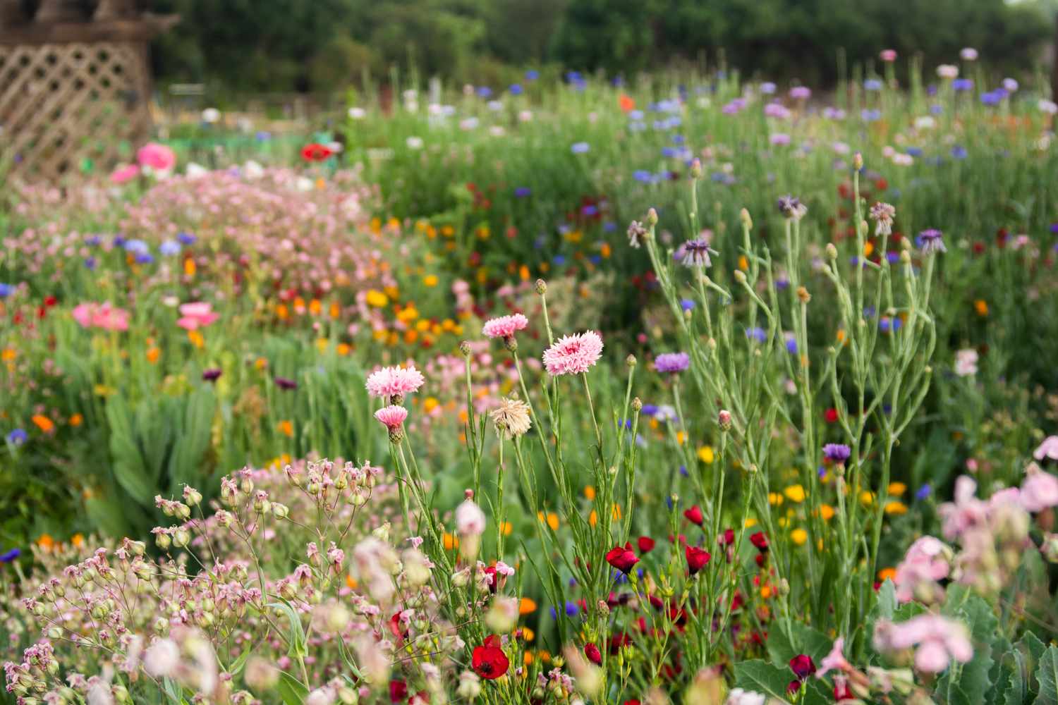 How To Plant A Wildflower Garden