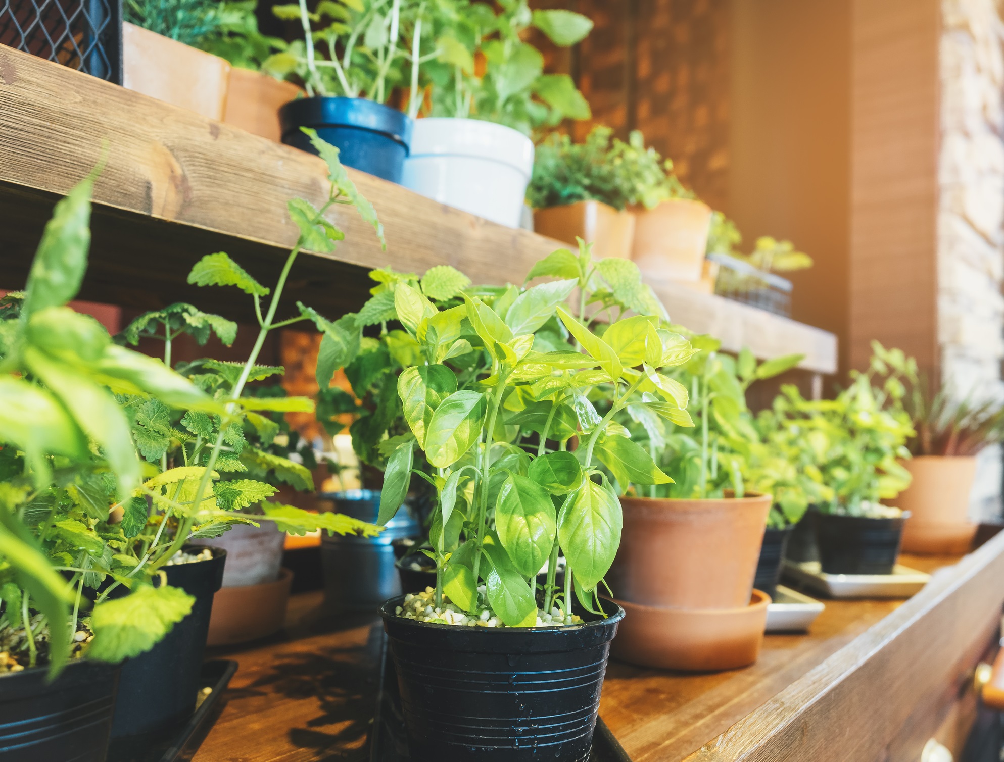How To Start A Indoor Garden