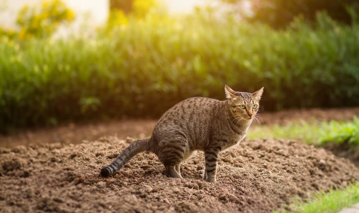 How To Stop Cats From Pooping In Garden