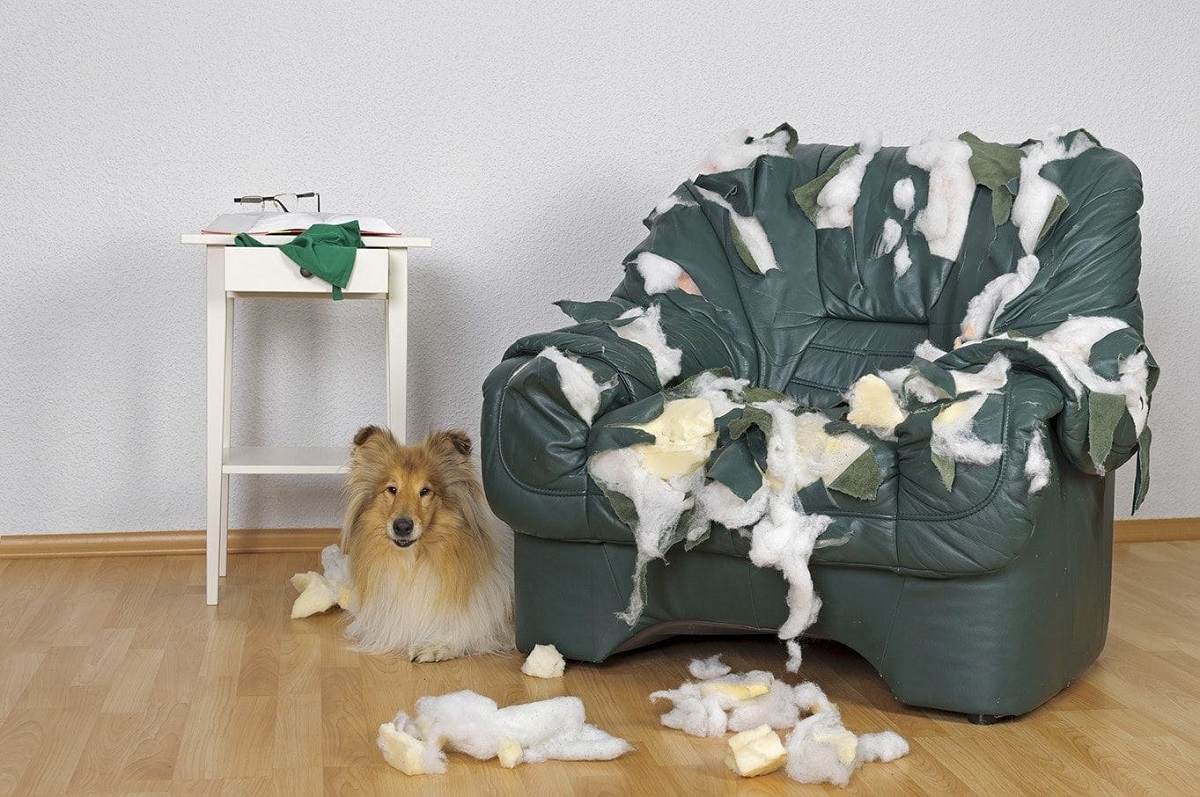 How To Stop Dogs From Chewing On Furniture