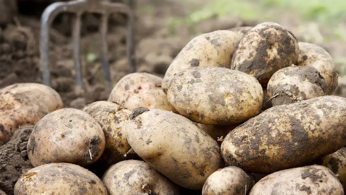 How To Store Potatoes From The Garden