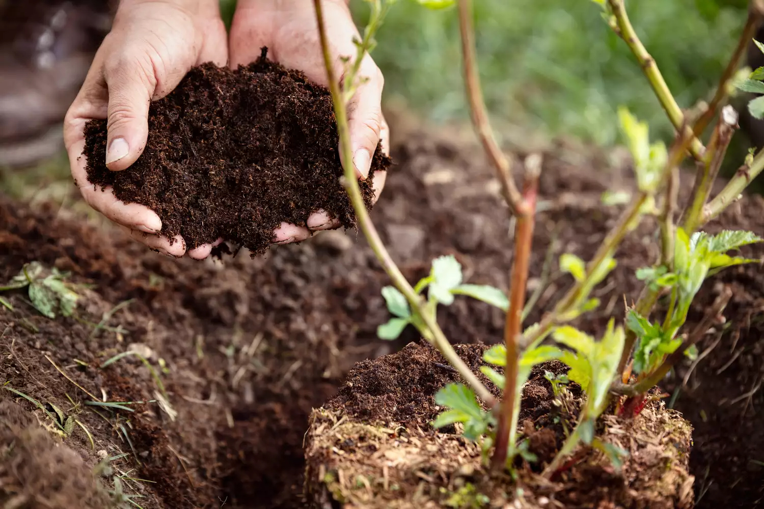 How To Use Compost In The Garden