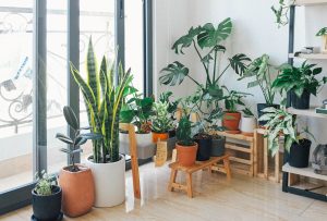 Green oases. How to decorate you Dubai home with gardens and indoor plants