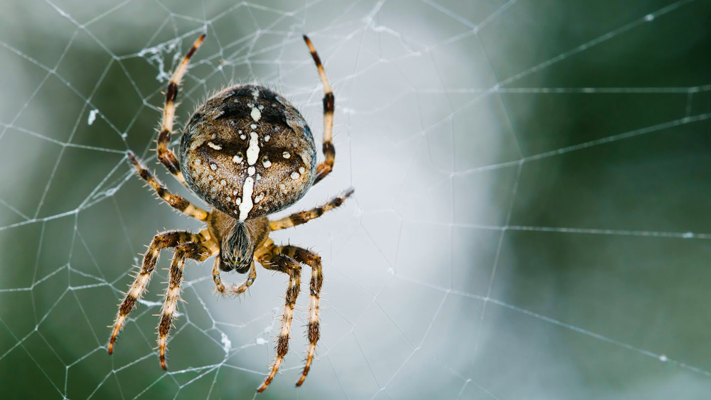 What Do Garden Spiders Eat