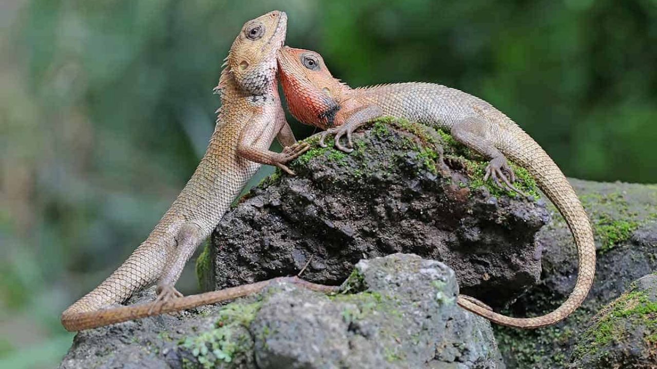 Lizards in New York - Pictures! - Growing Fruit