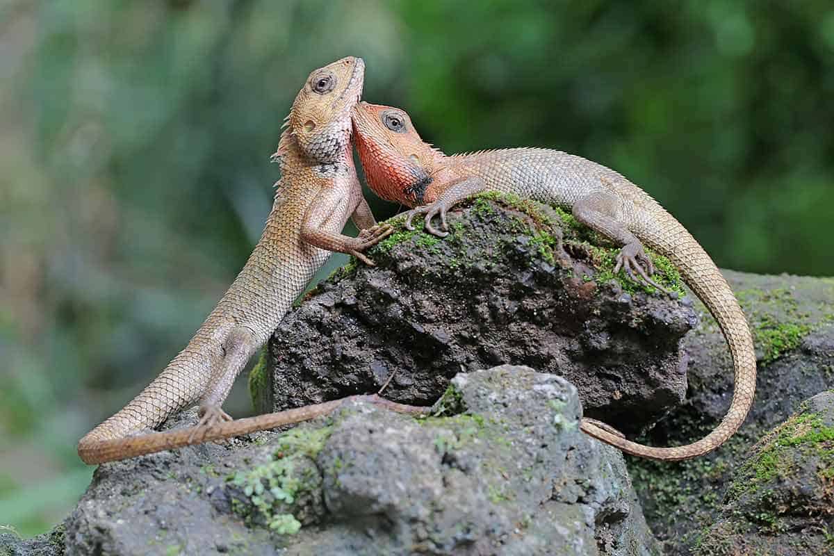 What Does Garden Lizards Eat Storables
