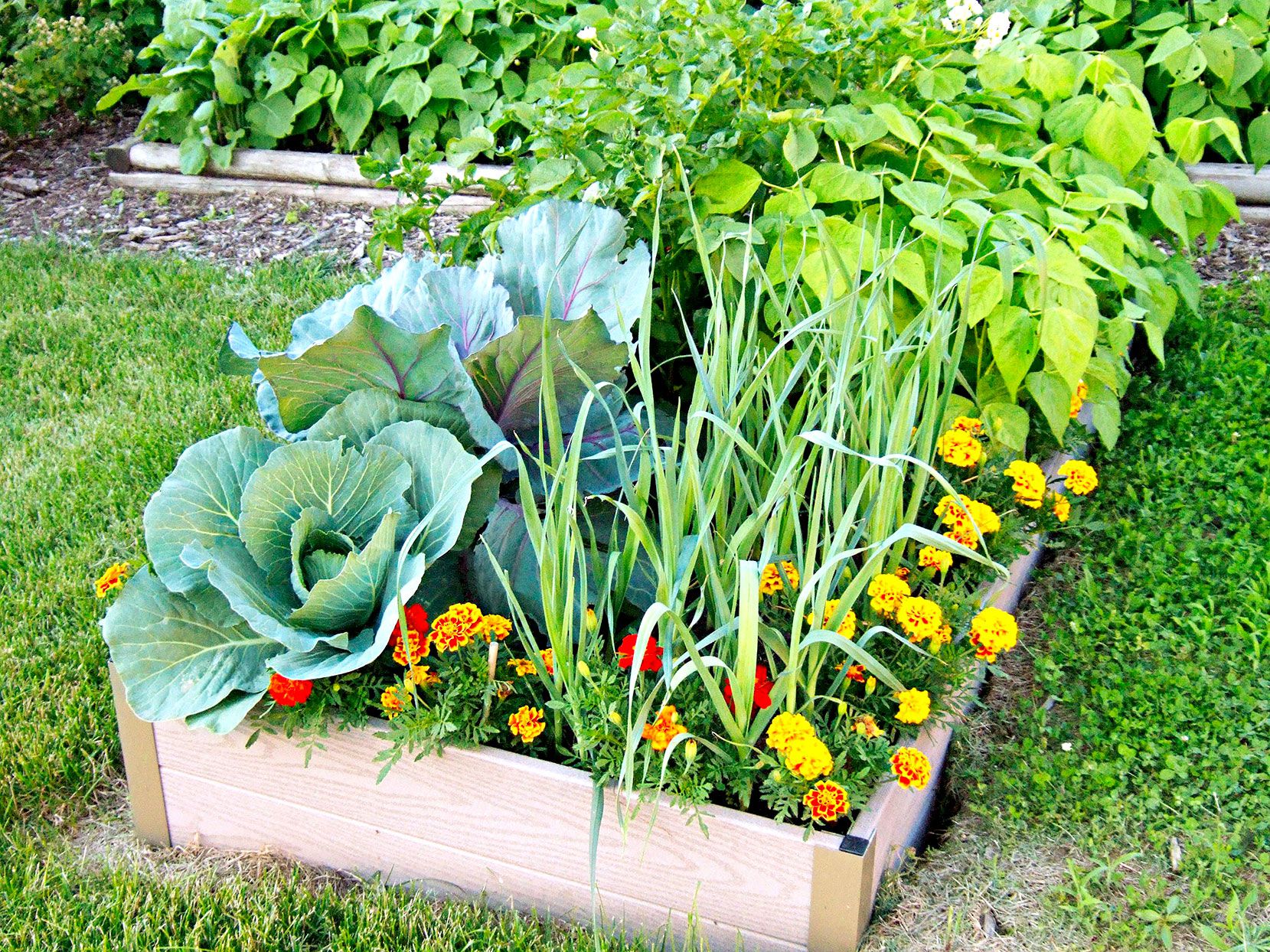What Grows Well Together In A Vegetable Garden?