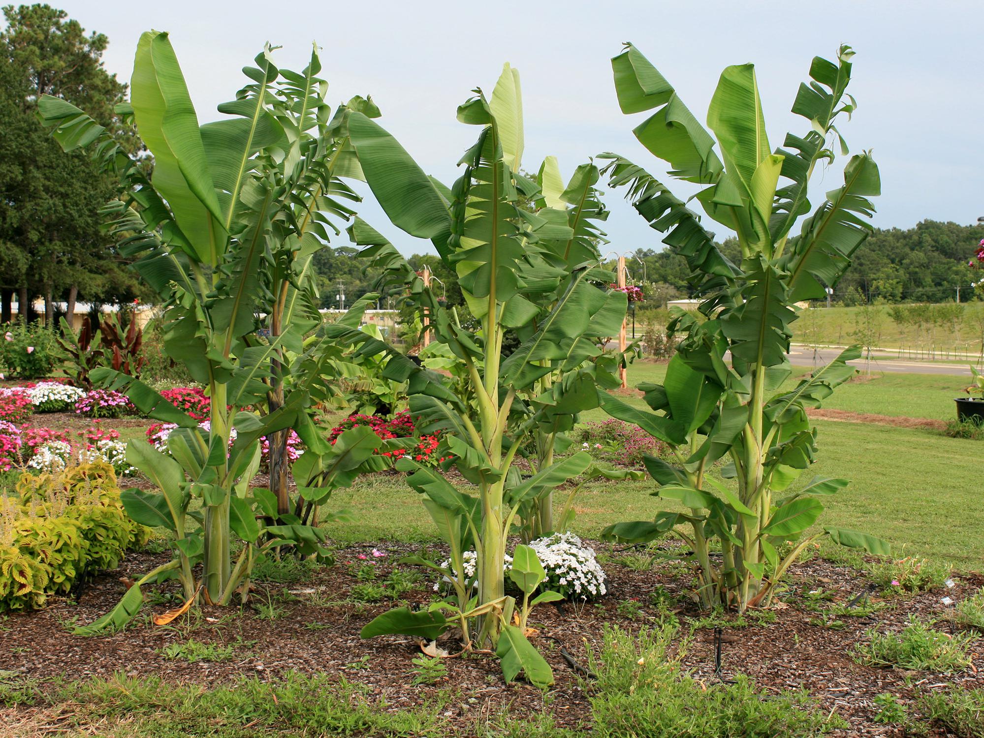 What Happens If You Plant Bananas In Your Garden