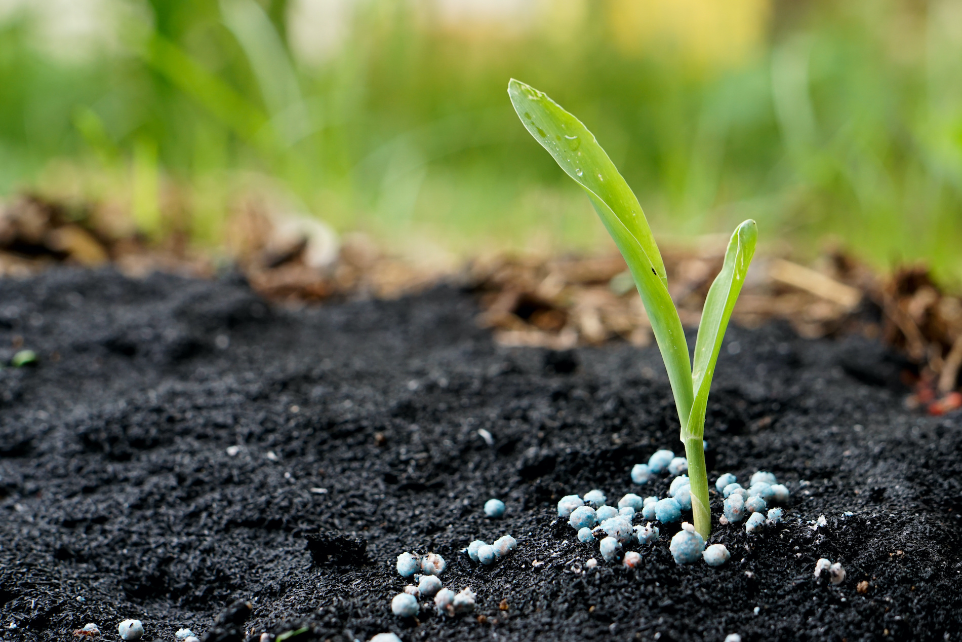 What Is Best Fertilizer For Vegetable Garden