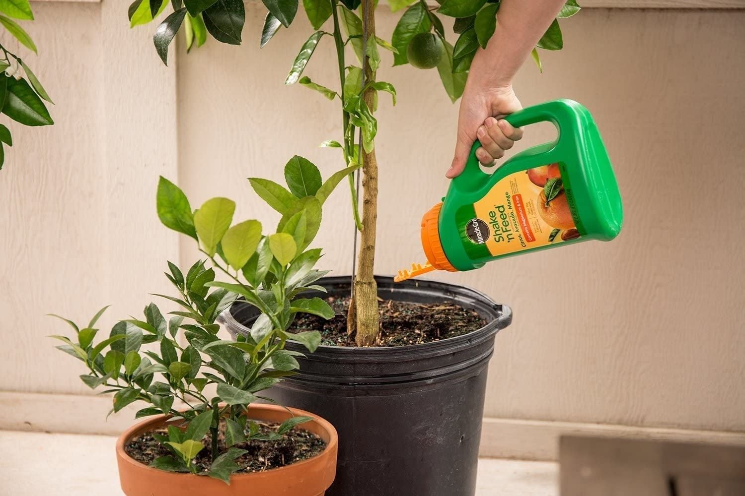 What Is The Best Fertilizer For Fruit Trees