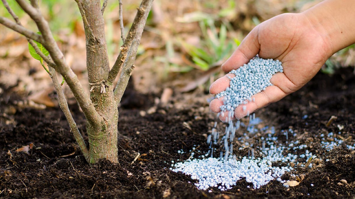 What Is The Best Fertilizer For Trees And Shrubs