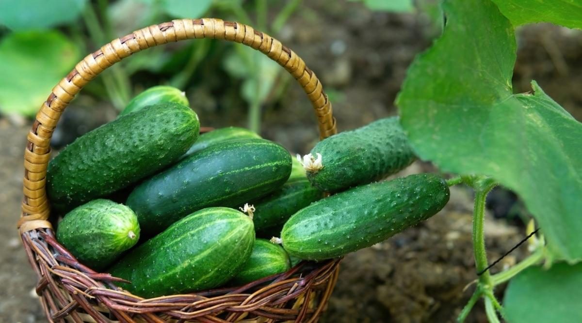 What To Do With Cucumbers From The Garden