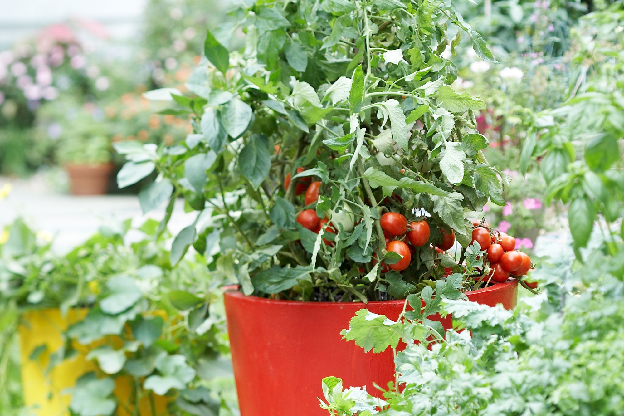 What To Do With Garden Tomatoes