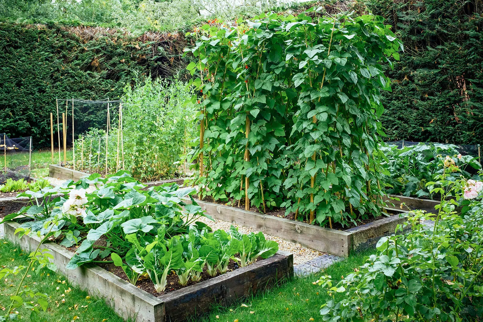 What To Plant In Raised Garden Beds
