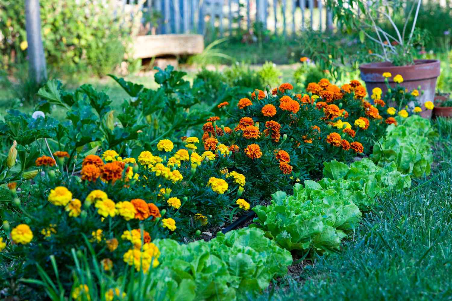 Where To Plant Marigolds In Vegetable Garden
