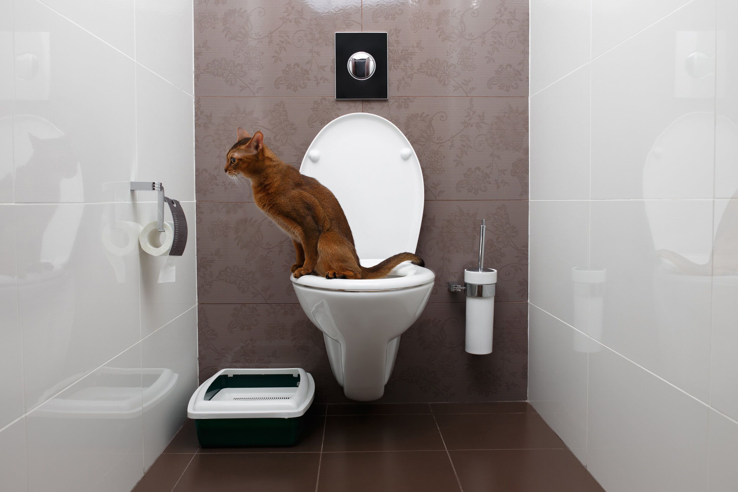 11 Amazing Cat Toilet Training Kit for 2024