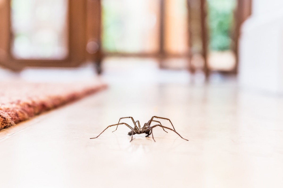 13 Ways To Keep Spiders Away: Naturally, Without Killing Them