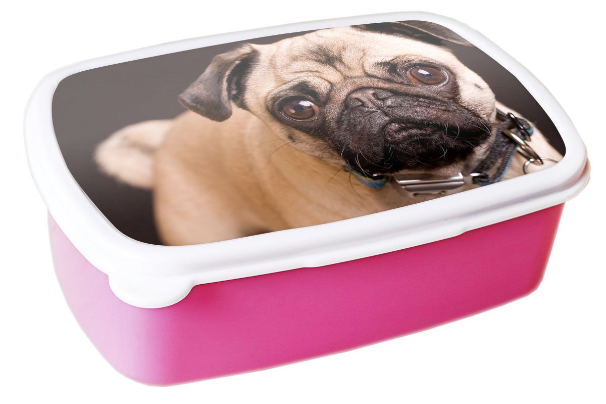 14 Amazing Puppy Lunch Box for 2024