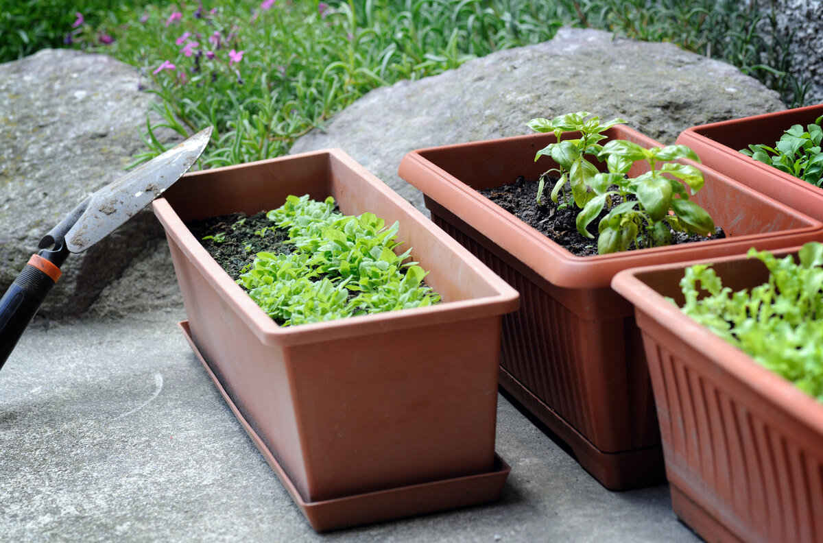 Container Gardening Ideas: 12 Display And Planting Tips