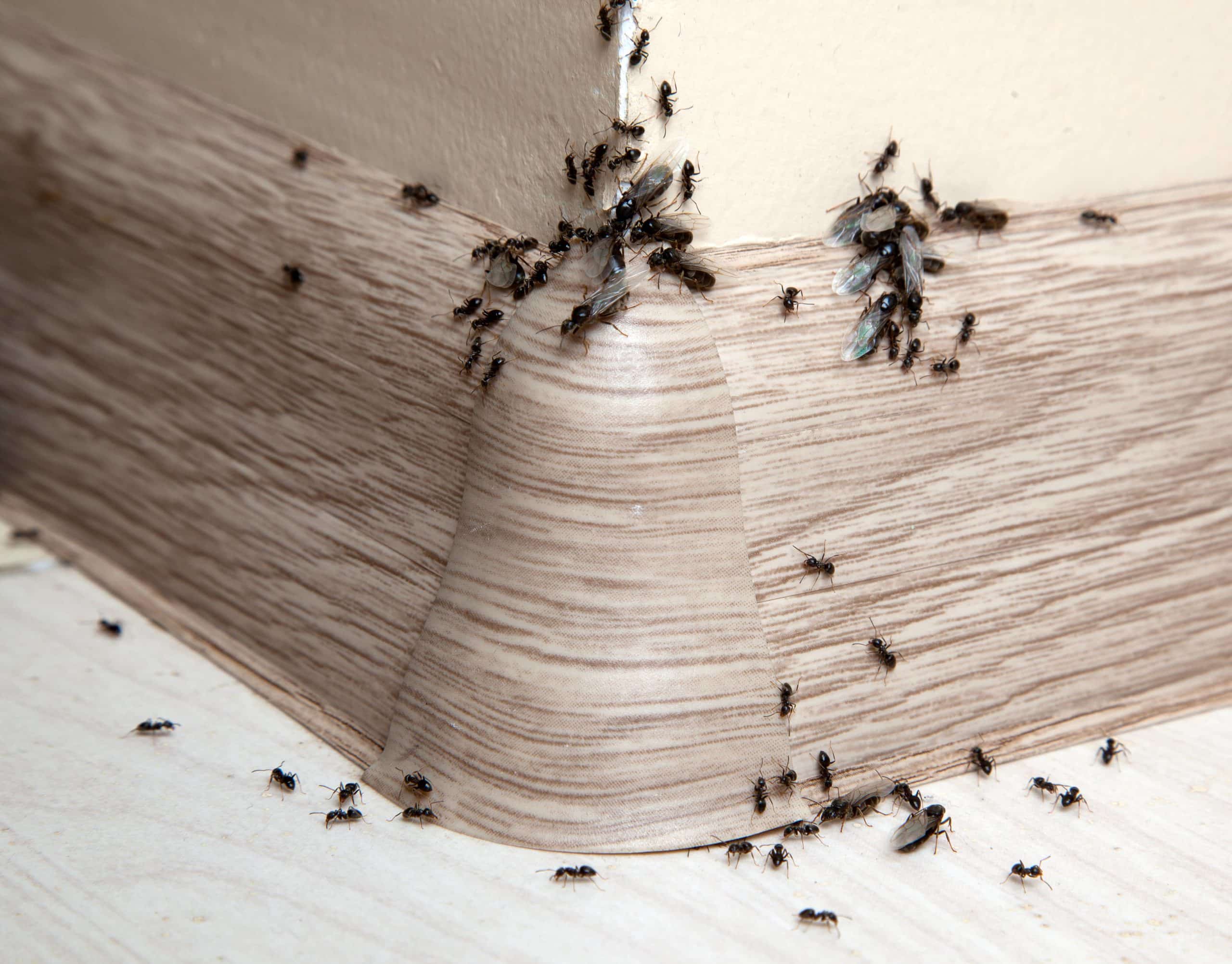 How To Get Rid Of Ants From Your Home Using Natural Remedies