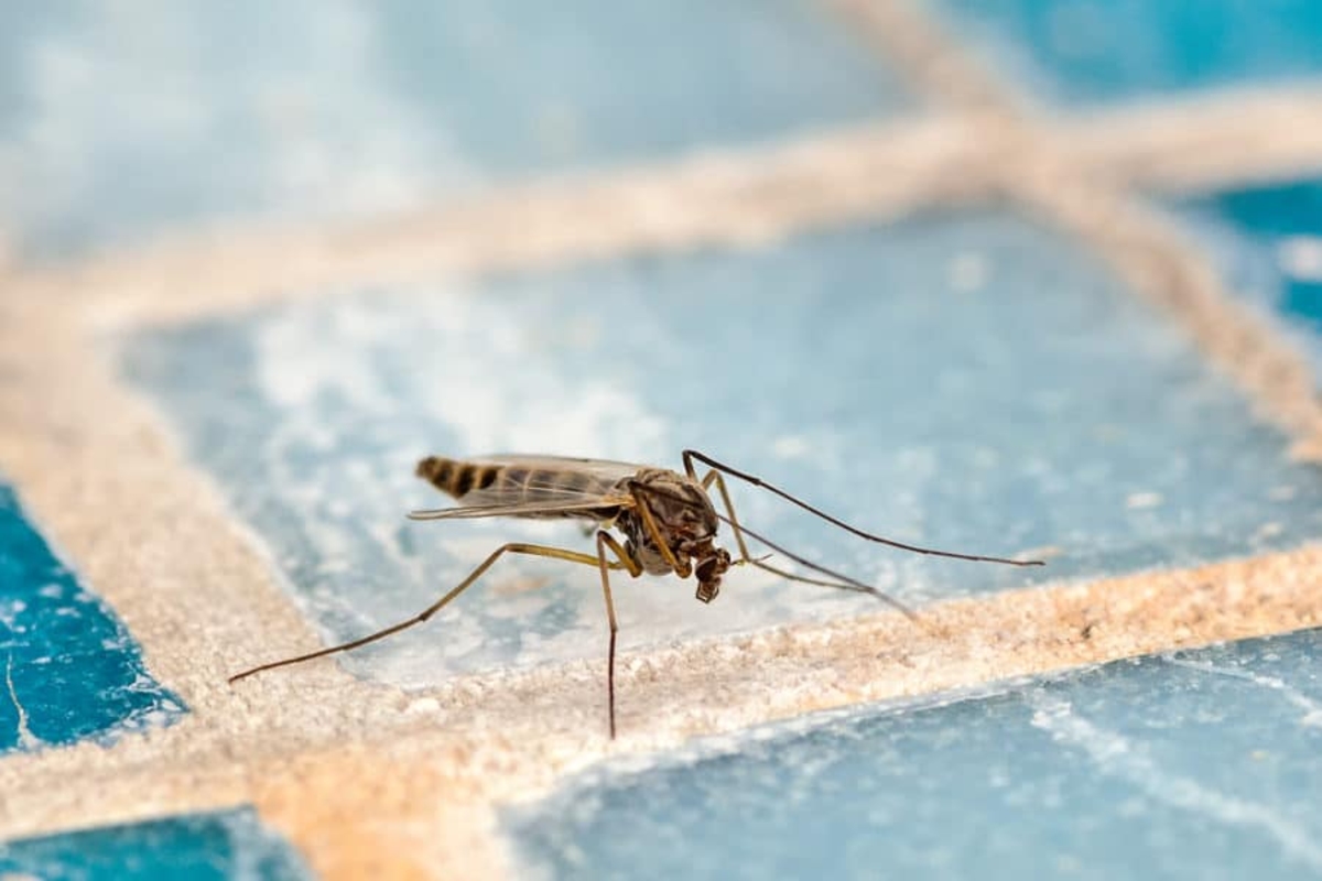 How To Get Rid Of Mosquitoes In The Kitchen