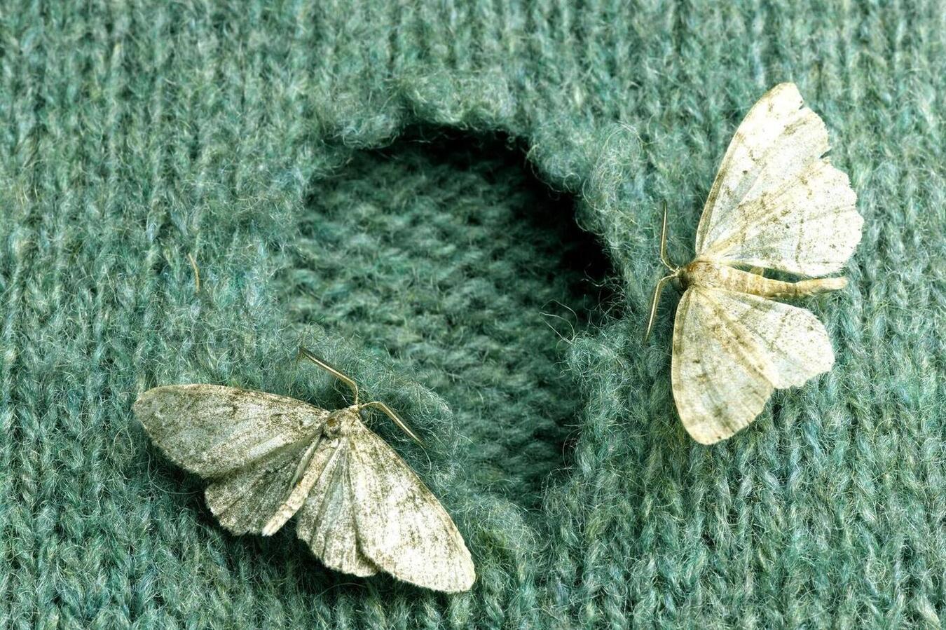SAY GOODBYE TO CLOTHES MOTHS WITH THESE 4 NATURAL SOLUTIONS