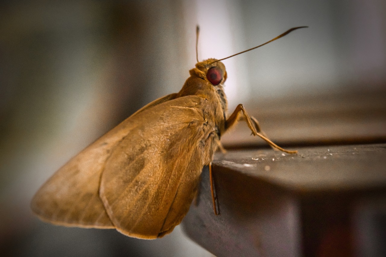 How To Get Rid Of Pantry Moths: Pest Control Experts Explain