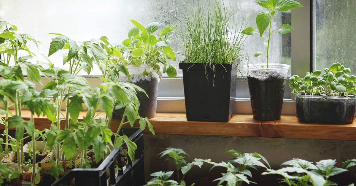 How To Have An Indoor Garden