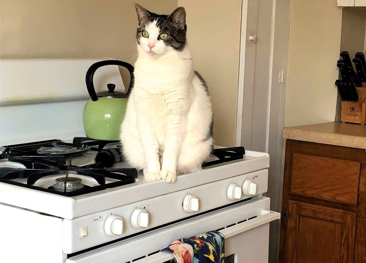 How To Stop A Cat That Pees On The Stove Burners