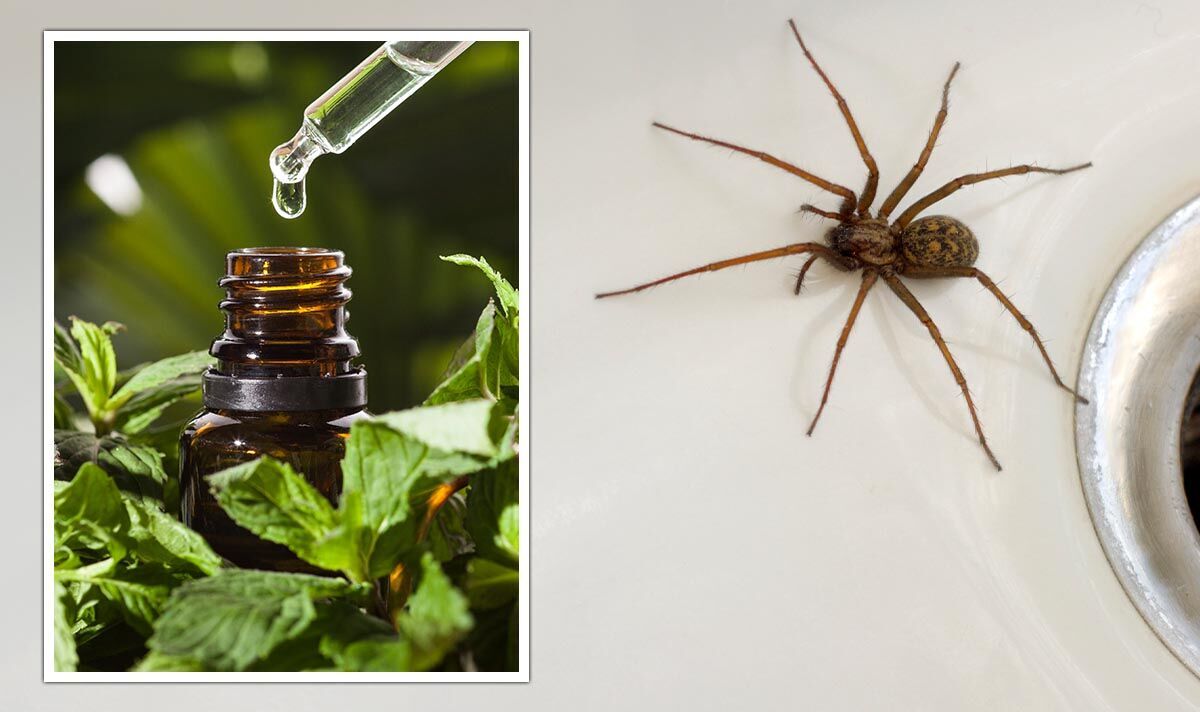 Natural Spider Repellent—8 Ways To Keep Crawlies Out