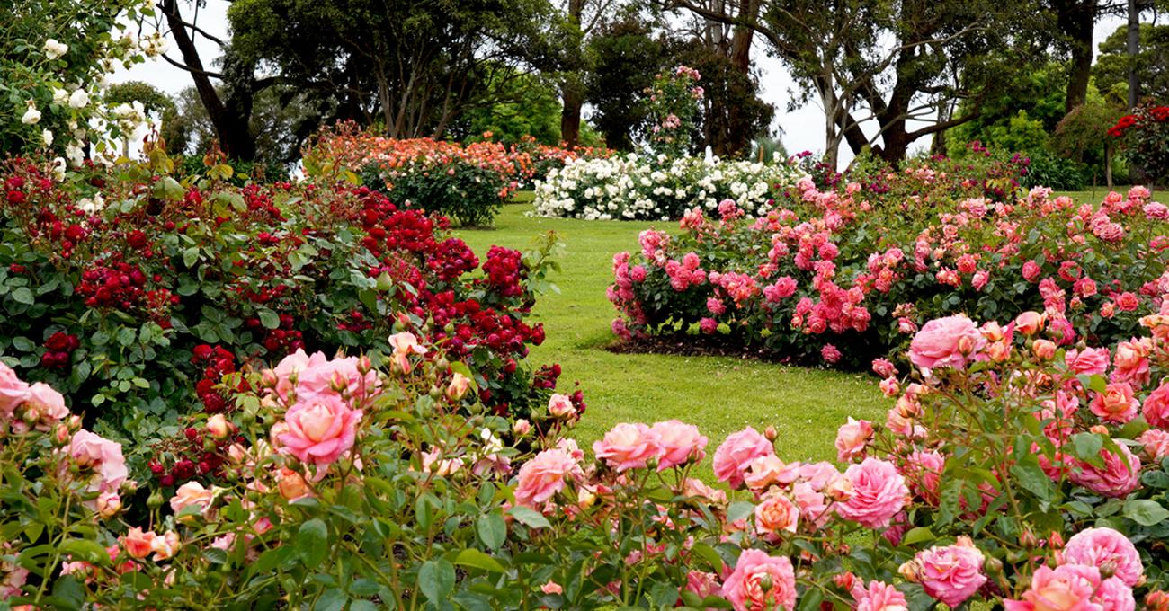 Rose Garden Ideas: 14 Rose Gardens To Inspire