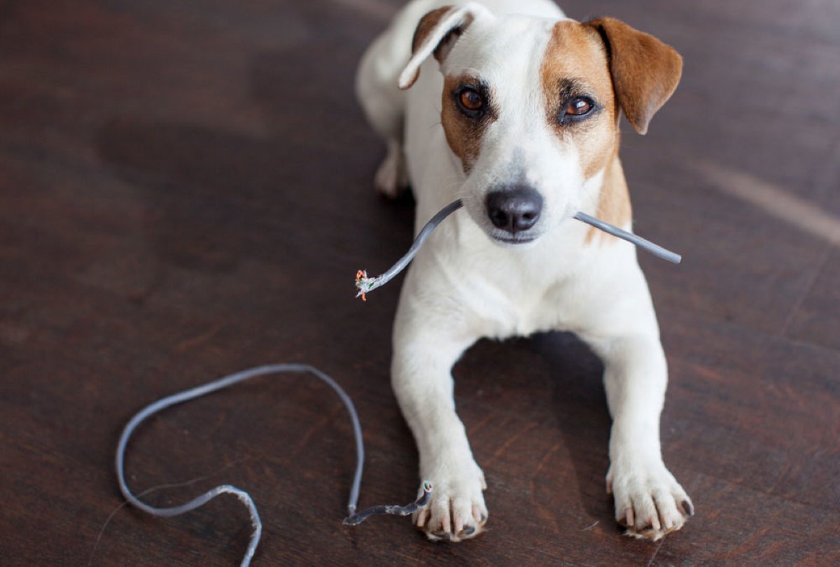 What Can I Put On An Electrical Cord To Keep Puppy From Biting