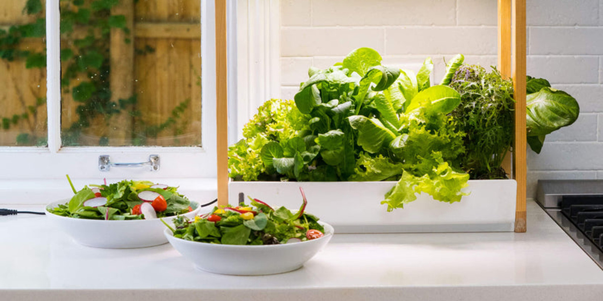 What Is The Best Indoor Garden System | Storables